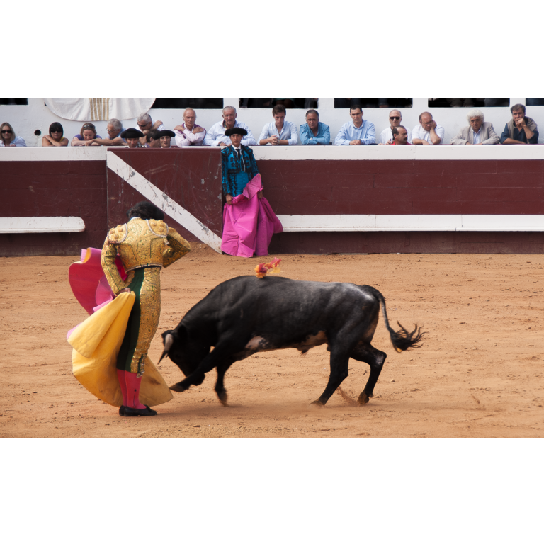 Toros y Salsa, Dax, France, 2014