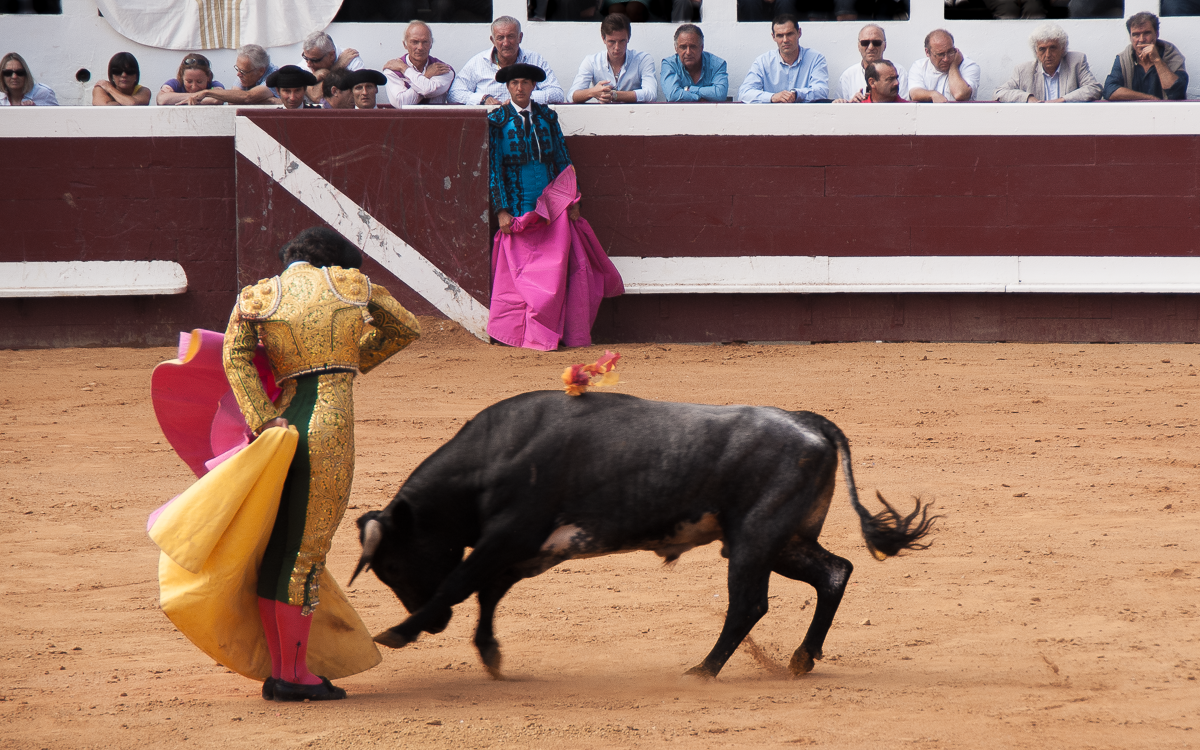 Toros y Salsa, Dax, France, 2014