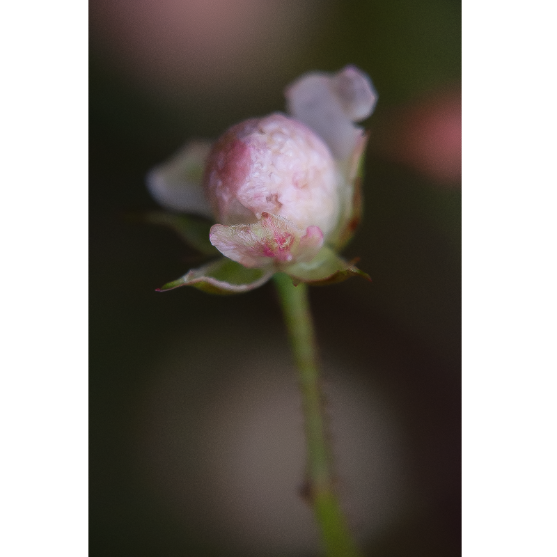 Bouton de rose, Donzy, France, 2017