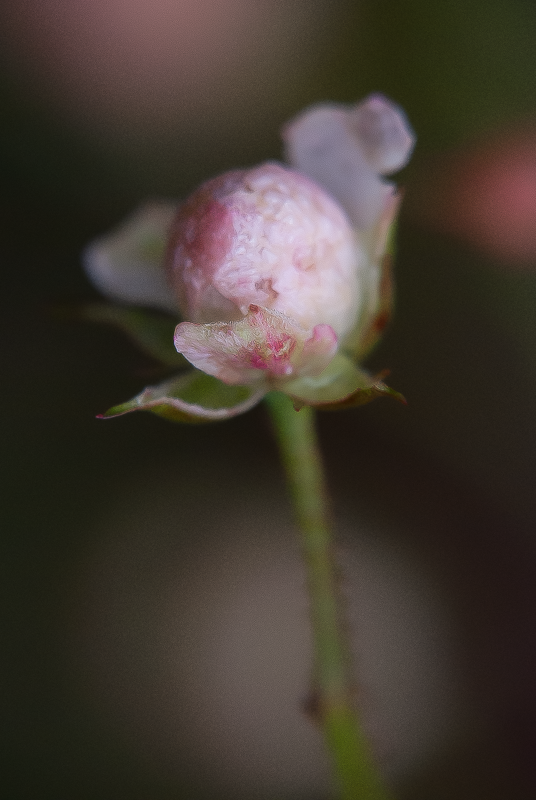 Bouton de rose, Donzy, France, 2017