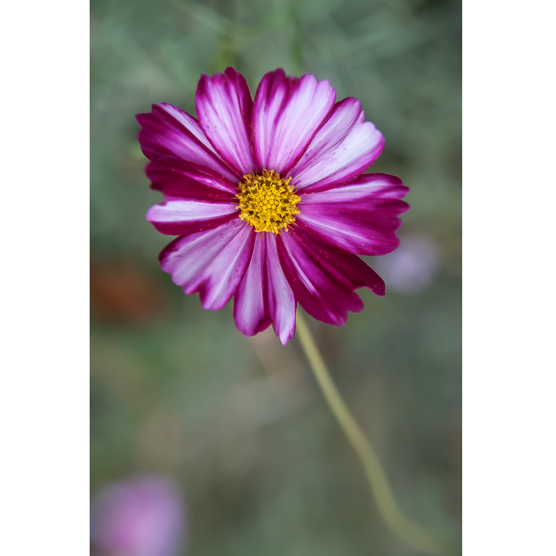 Jardin des Plantes, Paris, France, 2017