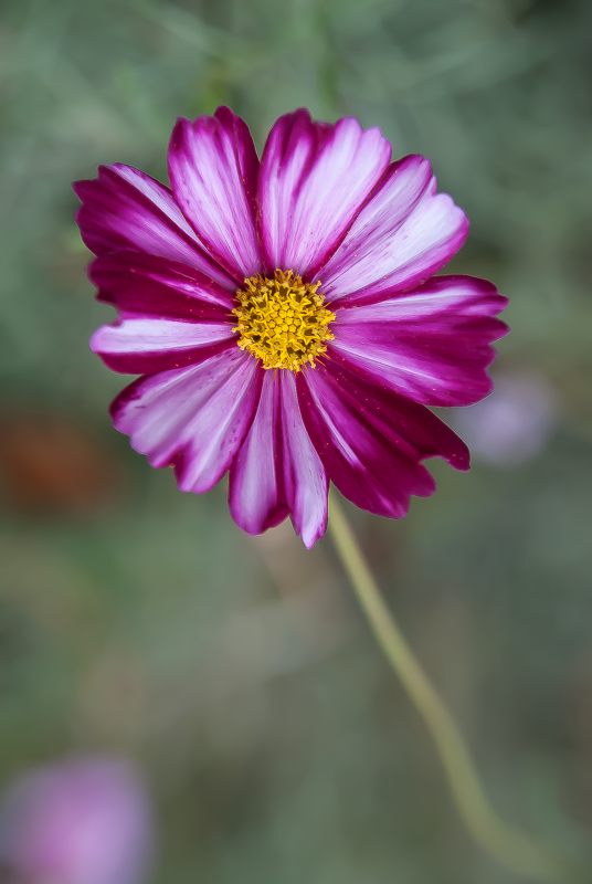 Jardin des Plantes, Paris, France, 2017