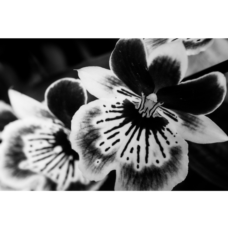 Orchidées, Jardin des Plantes, Paris, 2018