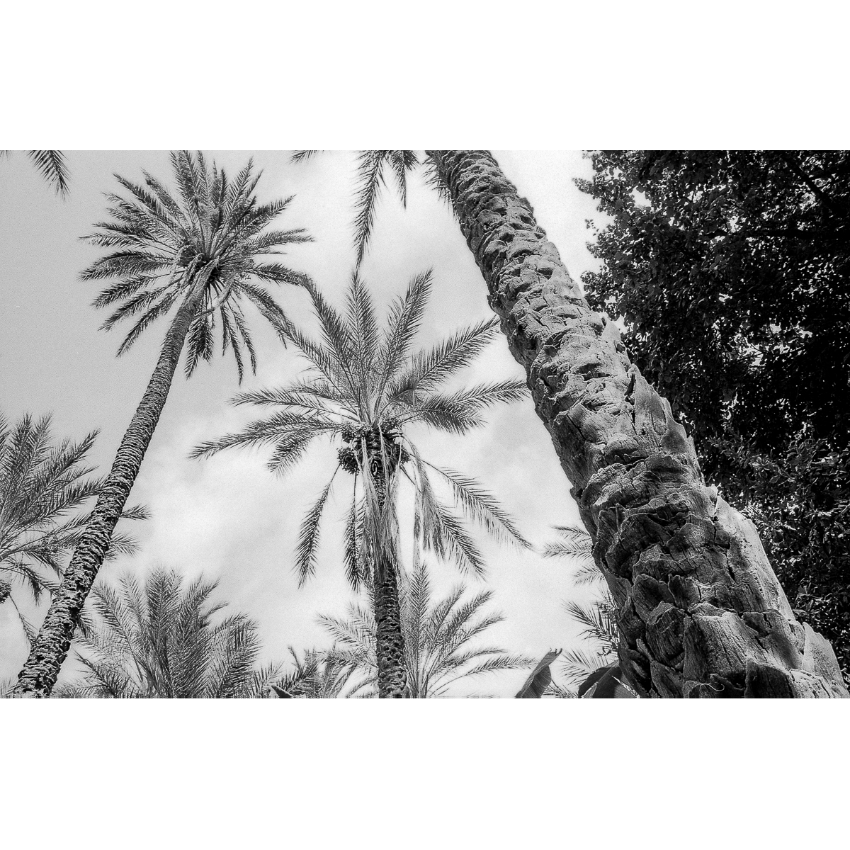 Palmeraie, Tozeur, Tunisie, 2005