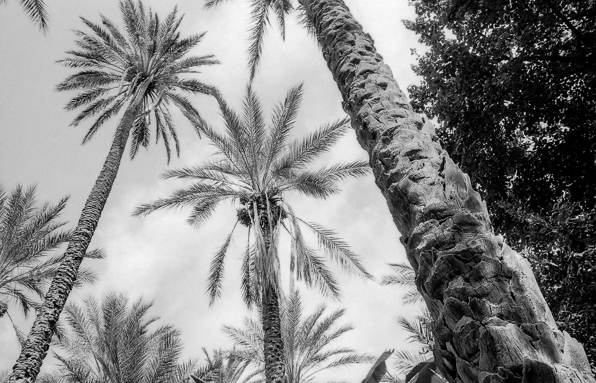 Palmeraie, Tozeur, Tunisie, 2005