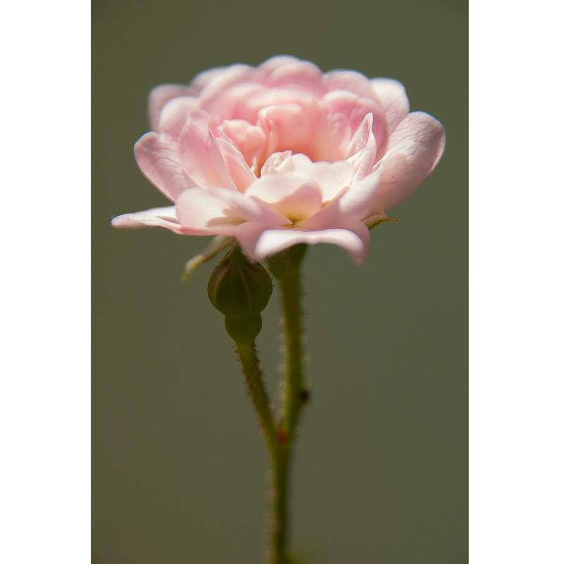 Rose, Donzy, France, 2013