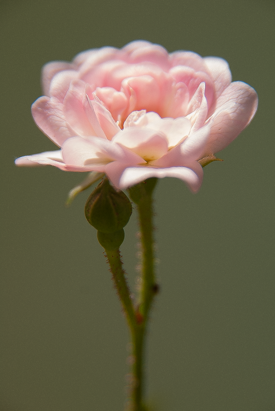 Rose, Donzy, France, 2013