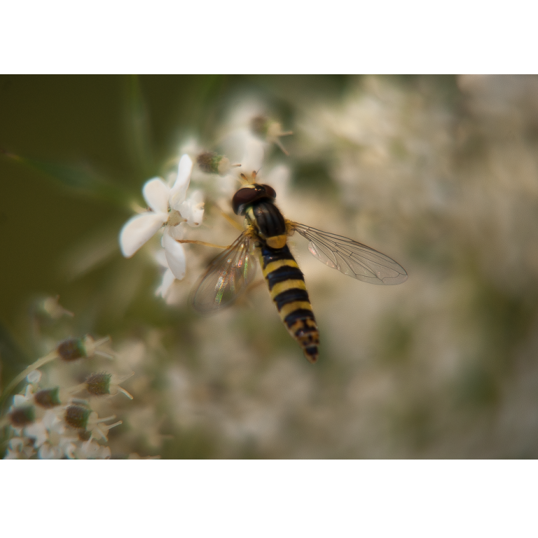 Insecte butinant, Donzy, France, 2013