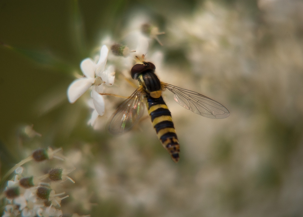 Insecte butinant, Donzy, France, 2013