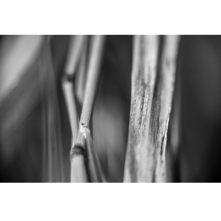 Herbes, 2013