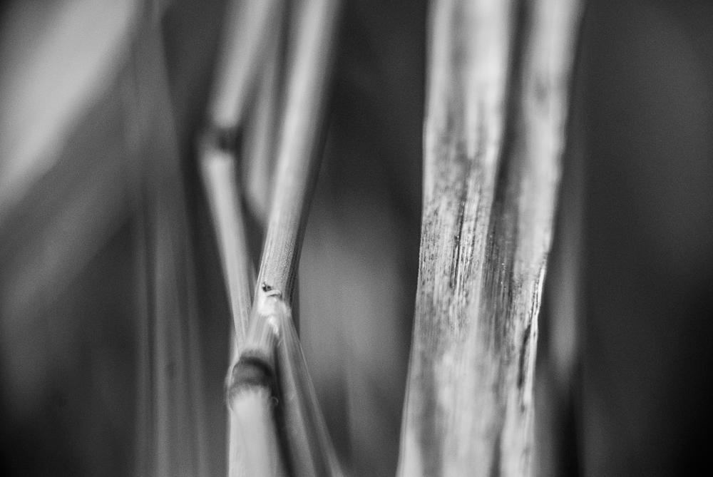 Herbes, 2013