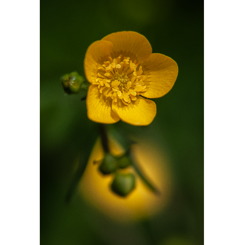 Fleur, Donzy, France, 2019