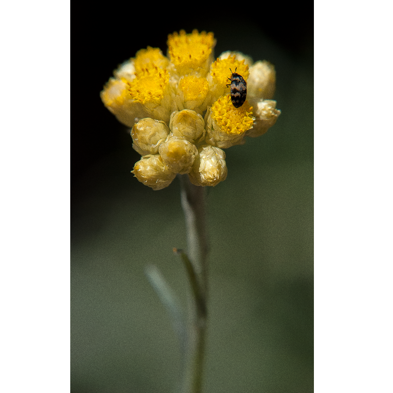 Fleur, Villeneuve les Avignon, France, 2017